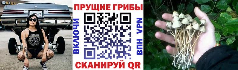 Псилоцибиновые грибы GOLDEN TEACHER  Верхняя Тура 
